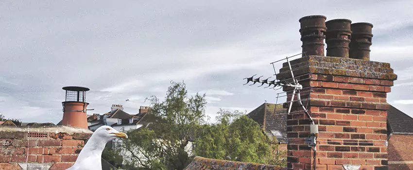 Chimney Cleaning And Restoration in Franklin, Wisconsin